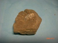 藏品(螃蟹(疙瘩熟若蟹))的圖片